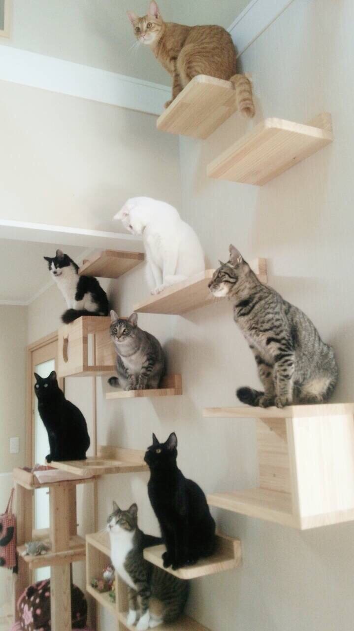 猫の階段・キャットステップ 300w 6steps clinicamaestri.com.br